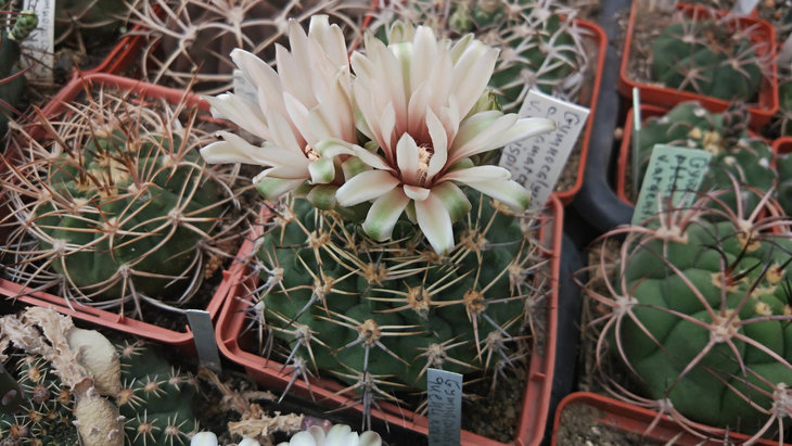 Gymnocalycium catamarcense