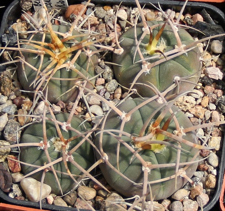 Gymnocalycium cardenasianum JO600
