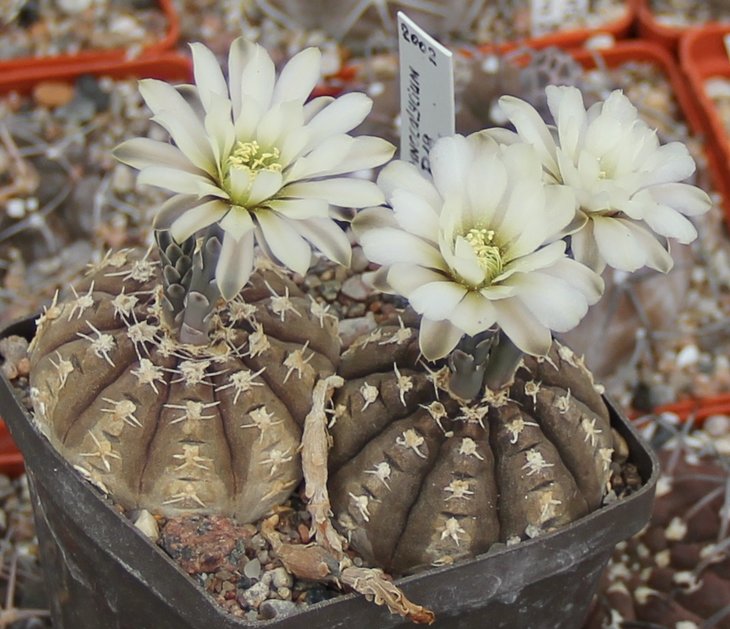 Gymnocalycium ragonesii P18