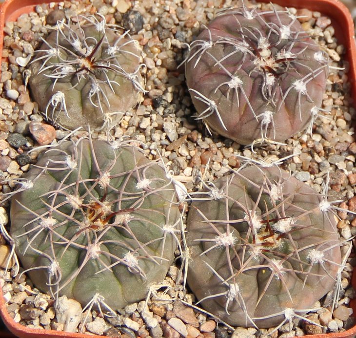 Gymnocalycium ferrari P136  KOHRES