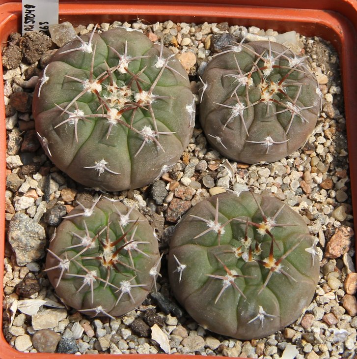 Gymnocalycium ferrari STO 049 Mazan  PILTZ5863