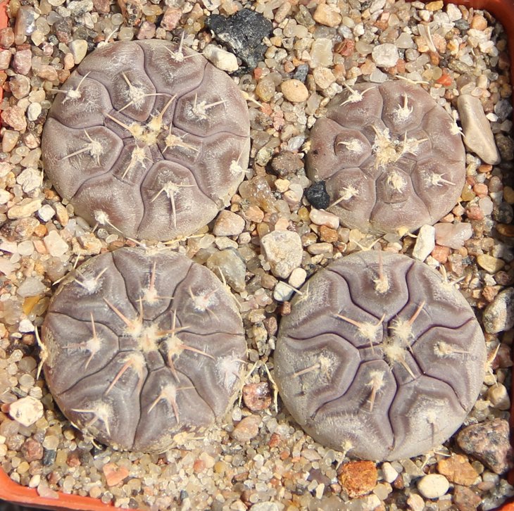 Gymnocalycium prohazkianum VG345
