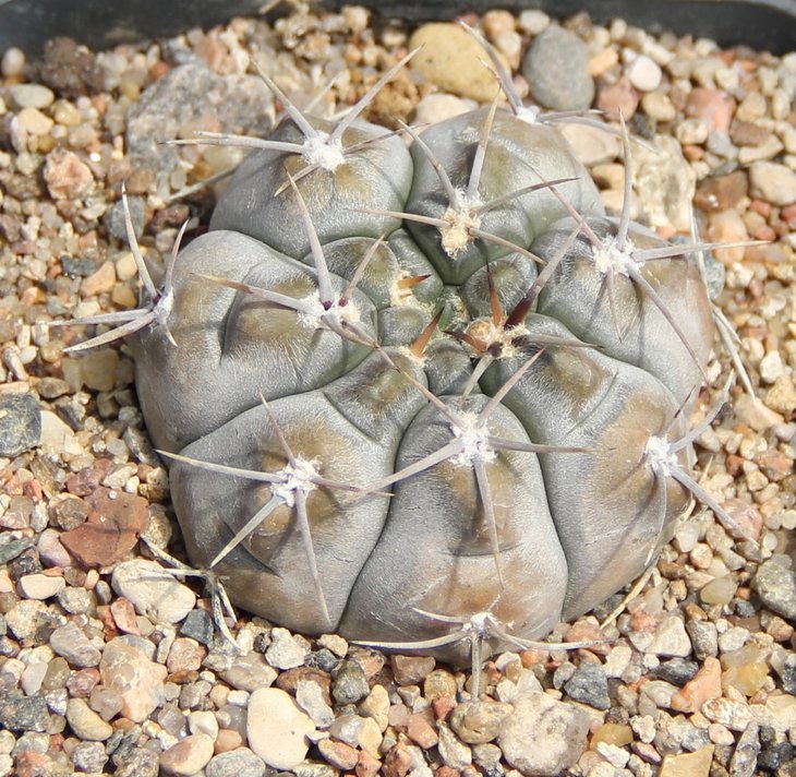 Gymnocalycium borthii nogolense JO1441.1  N of Nogoli SL  Bercht2007-3