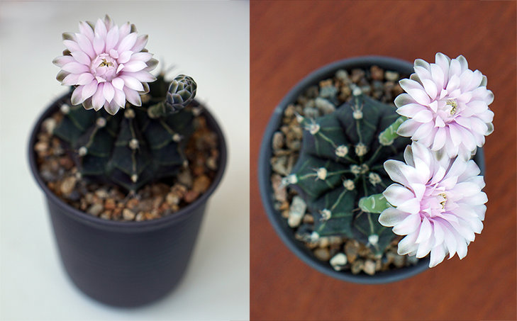 Gymnocalycium friedrichii