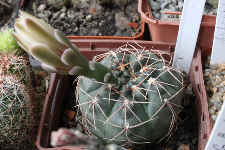 Выгорела бирка. может Gymnocalycium bayrianum?