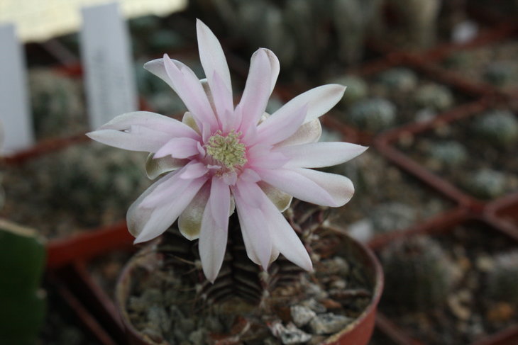 Gymnocalycium michanovichi растрепанный первое цветение