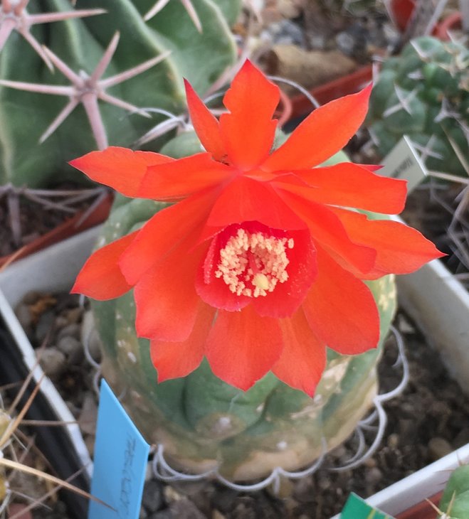 Matucana madisoniorum 2