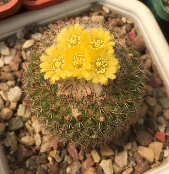 Parodia gibbulosoides