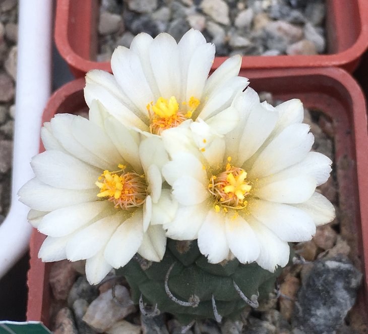 Turbinicarpus schwarzii