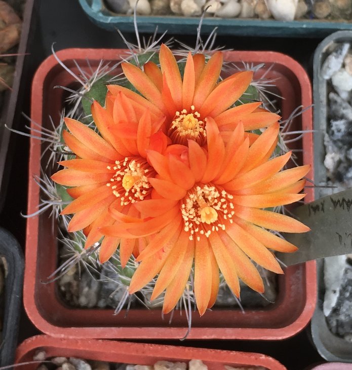 Parodia maximiliana