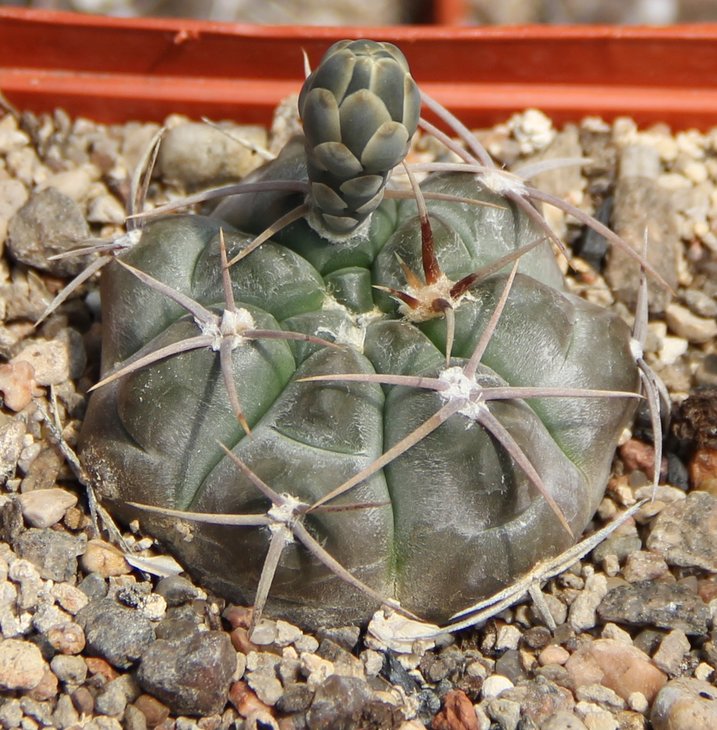Gymnocalycium borthii nogolense VS846 n of Nogoli 812m Bercht1936