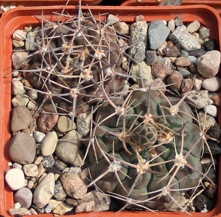 Gymnocalycium prohazkianum simile VG061 Los Algorrobos