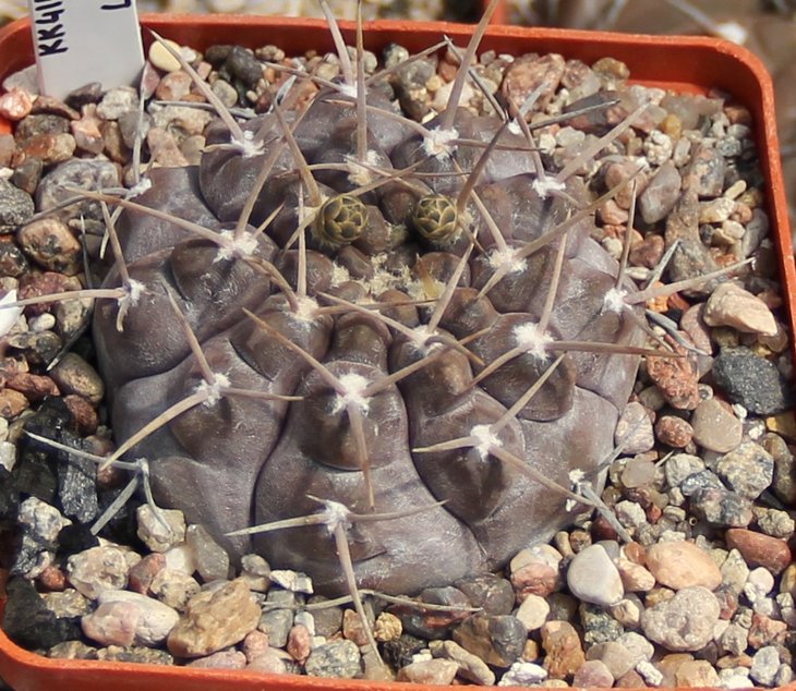 Gymnocalucium striglianum aeneum  VG408 La Galera S.L.   kk414.9521