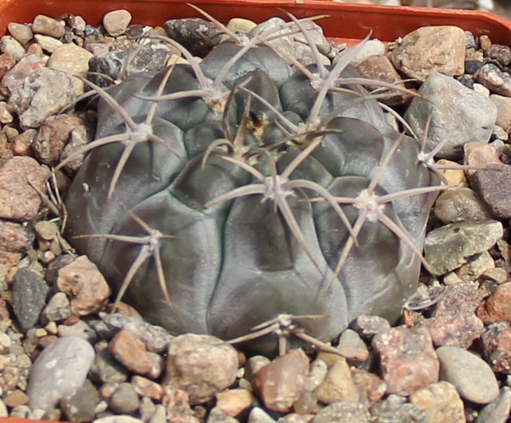 Gymnocalycium borthii nogolense JO1441.1 Bercht2007 - 2