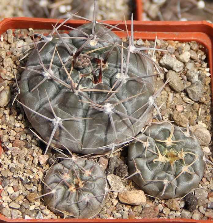 Gymnocalycium prohazkianum  var. VS663 n of Orcosuni  PILTZ7051