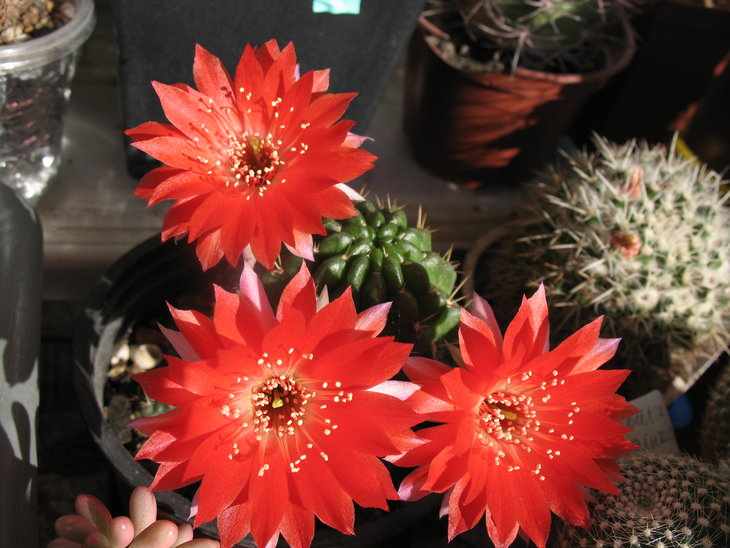Lobivia hertrichiana