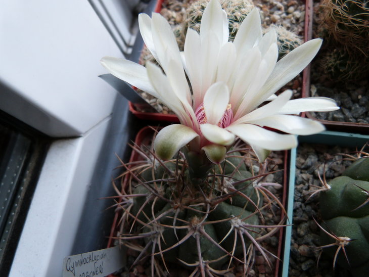 Gymnocalycium marsoneri