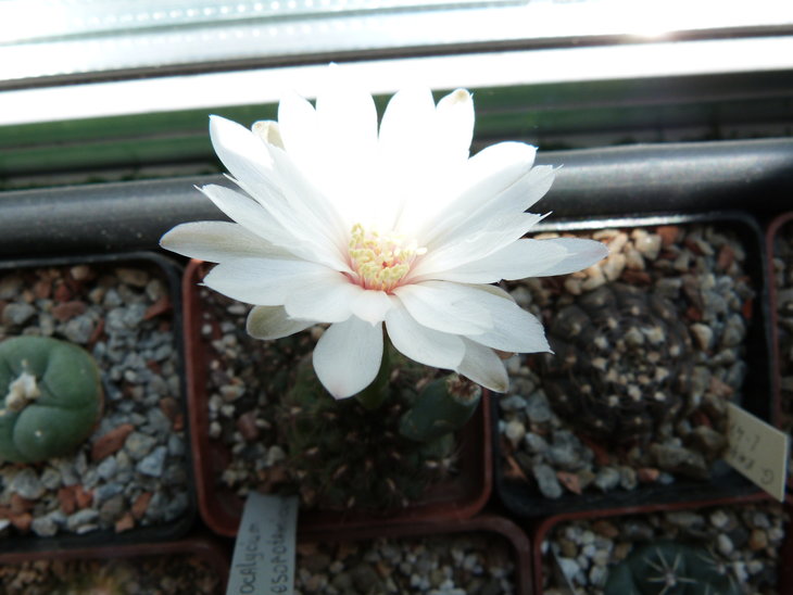 Gymnocalycium mesopotamicum