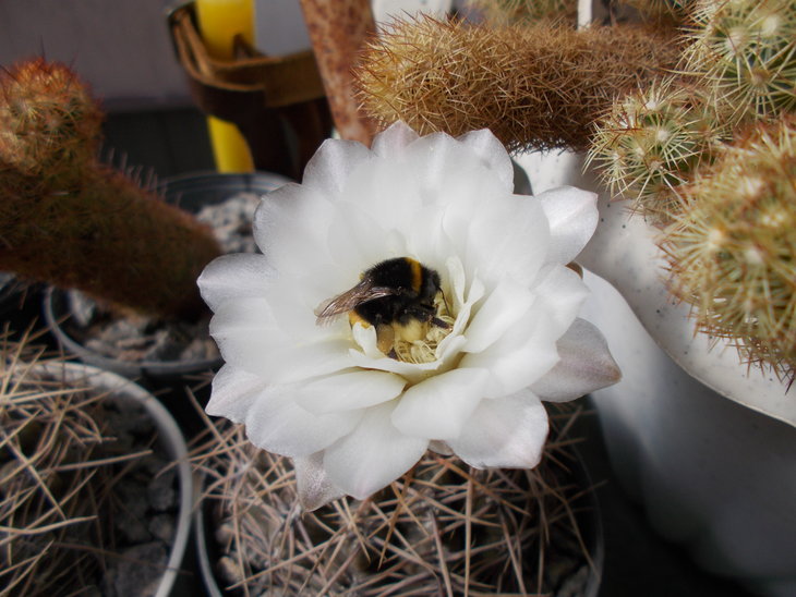 Gymnocalycium sp.JPG