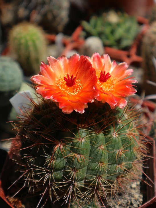 Notocactus ottonis var. vencluianus
