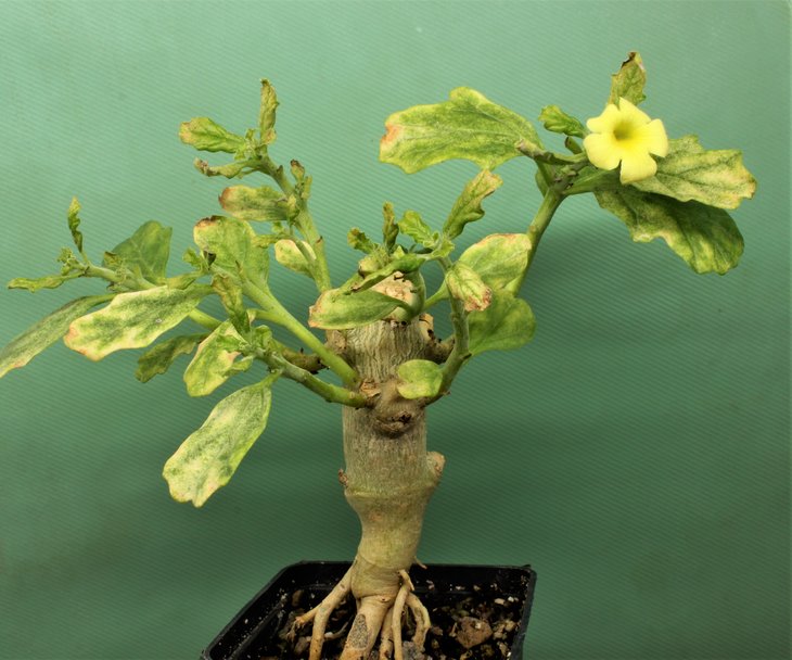 Pterodiscus makatiniensis sp. nov. (yellow flower) Makhatini, RSA