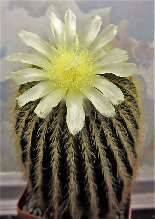 Eriocactus schumannianus