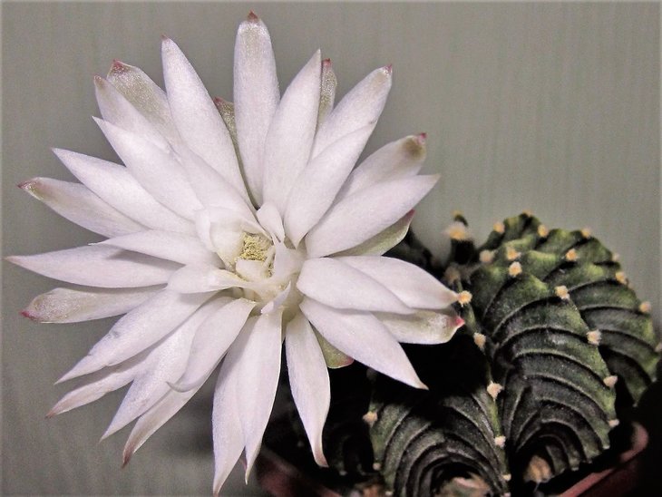 Gymnocalycium fridrichii  LB2178 ‘Agua Dulce’