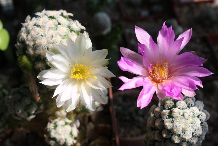 Mammillaria theresae v. albiflora и Mammillaria theresae