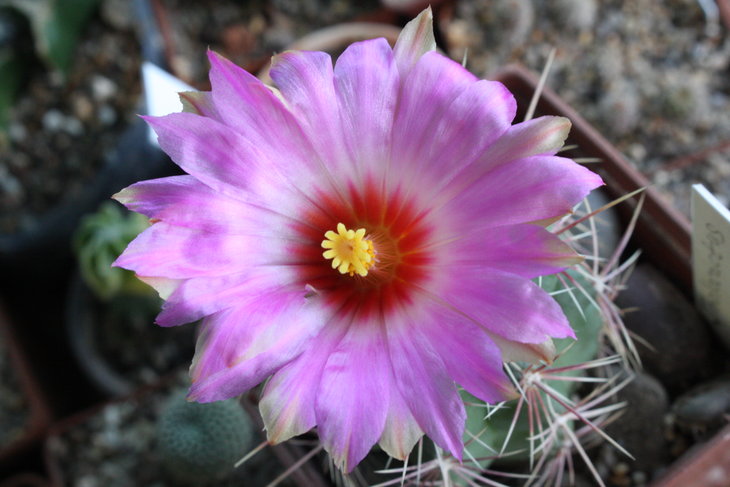 Thelocactus bicolor