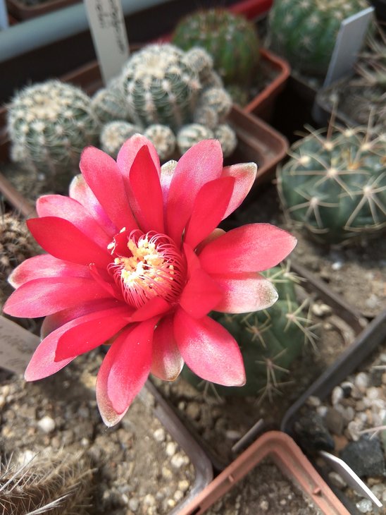 Gymnocalycium baldianum