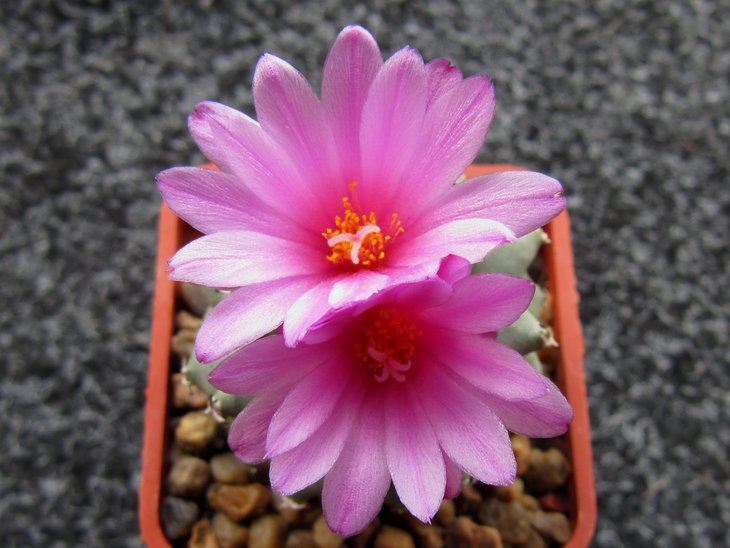 Turbinicarpus alonsoi.JPG