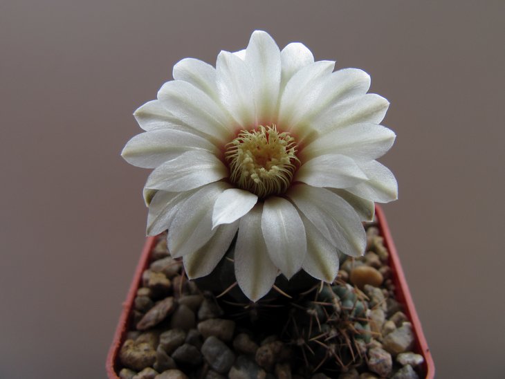 Gymnocalycium intertextum P 511.jpg