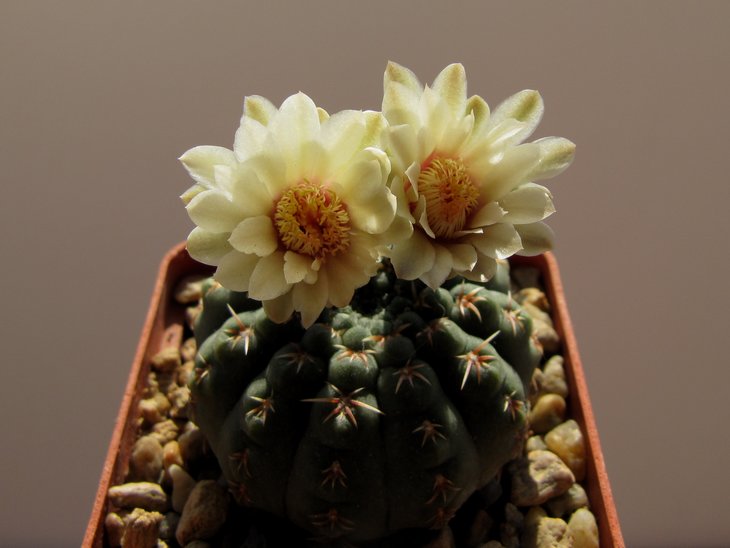 Gymnocalycium quehlianum f.brevispinum.jpg