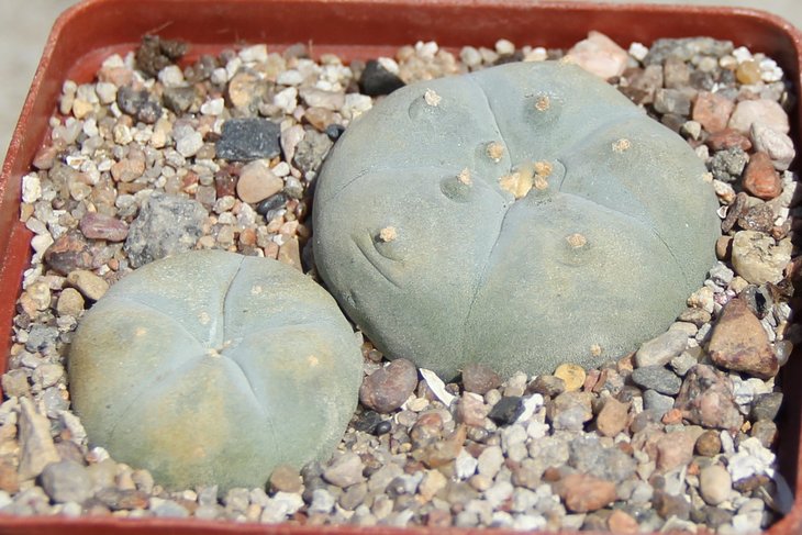 L.williamsii Huizache SLP  KOHRES3080