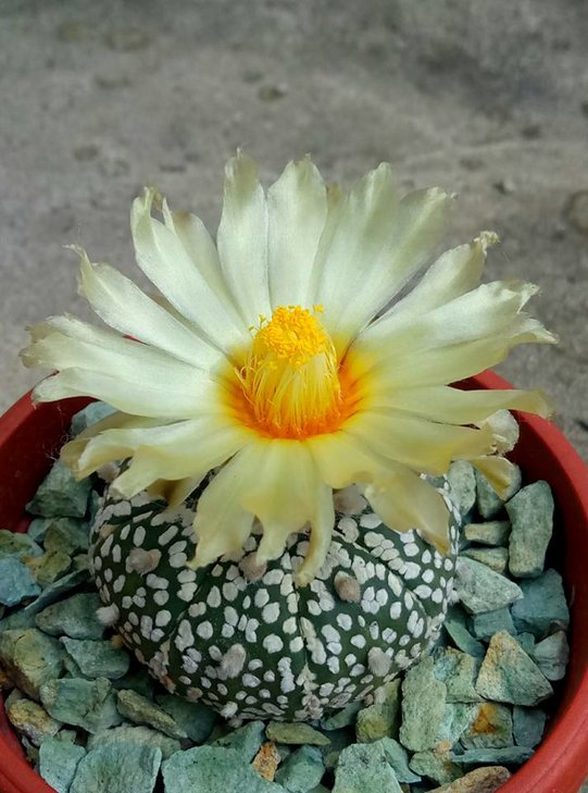 Astrophytum-asterias-'Super-Kabuto'.jpg