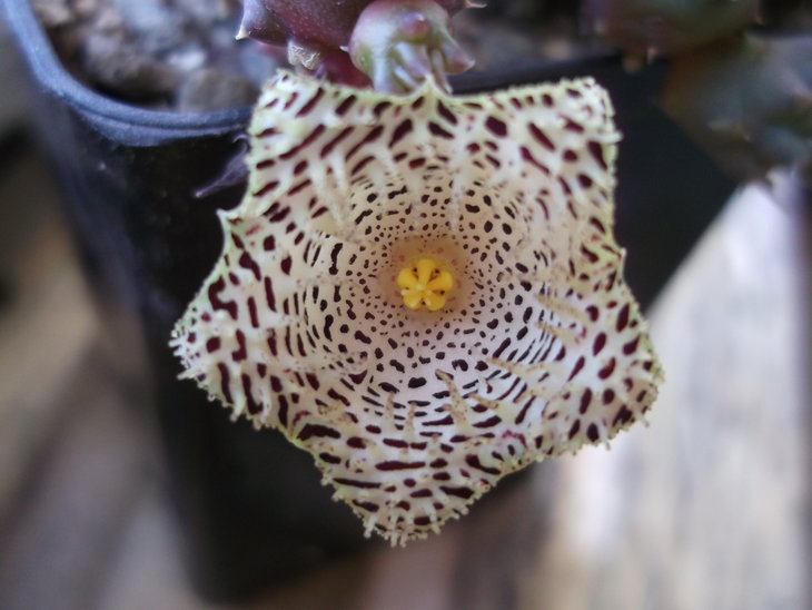 DSCF5092.JPG