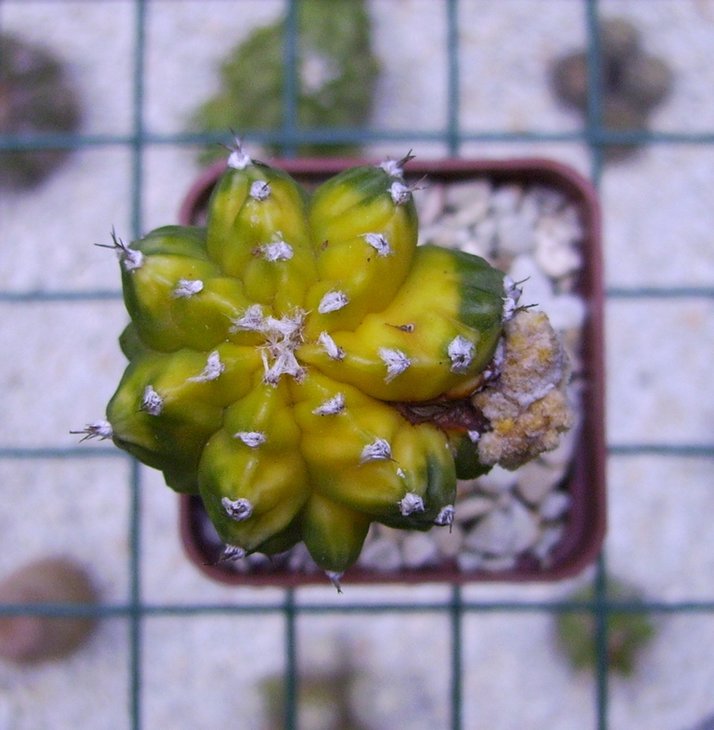 Astrophytum myriostigma 'Kikko' variegata