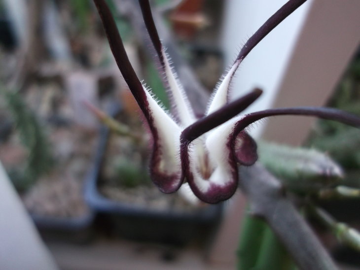DSCF5151.JPG