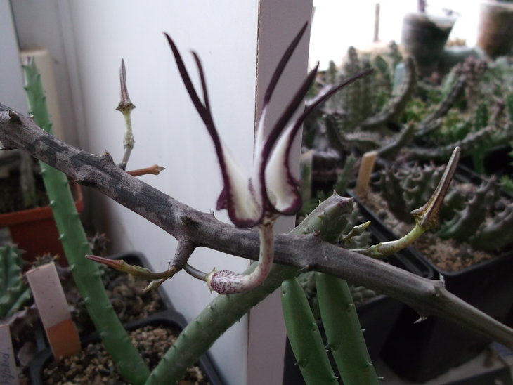 DSCF5152.JPG