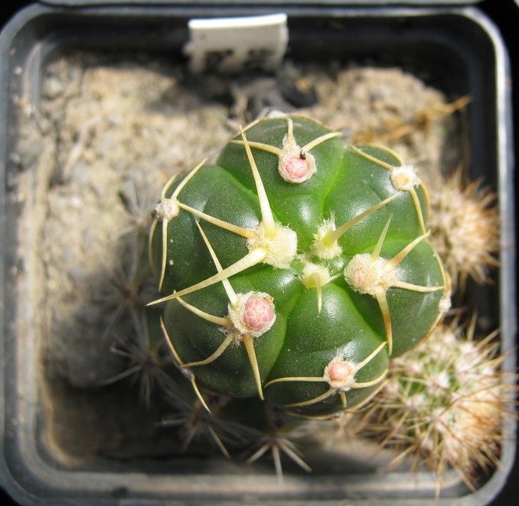 G. Denudatum Planicia Costeria.jpg