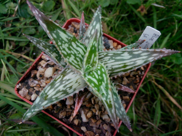 a. jucunda f. variegata