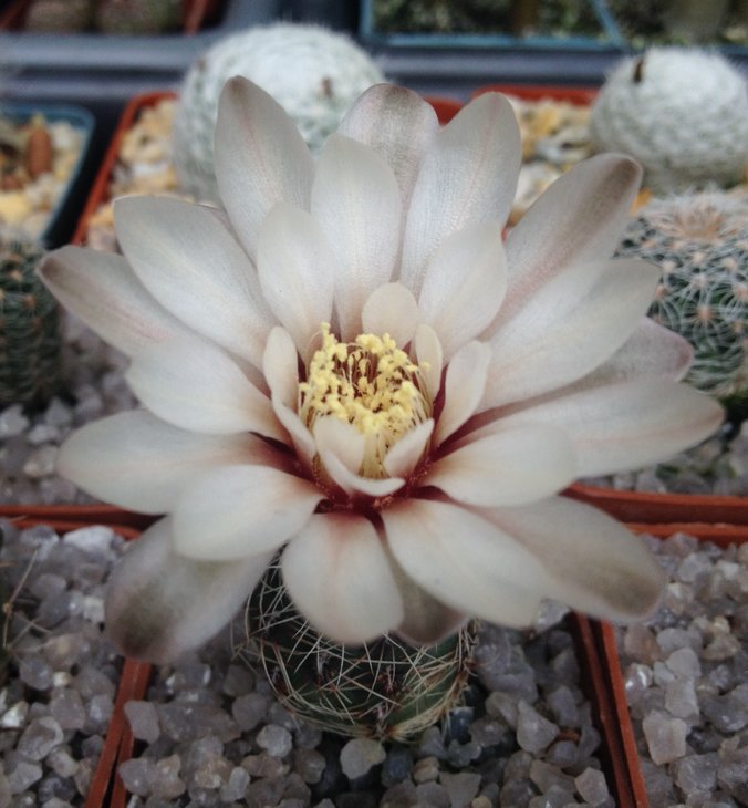 Gymnocalycium papschii JS 157