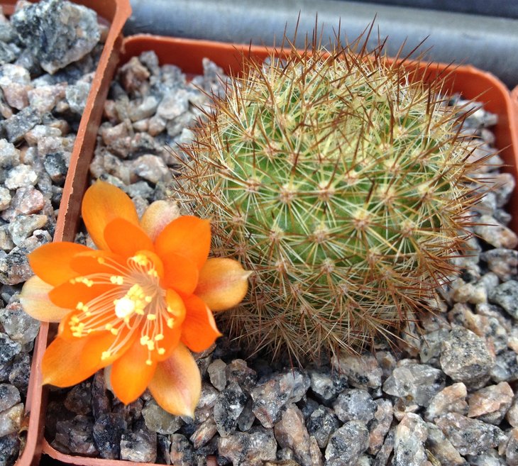 Aylostera sp.