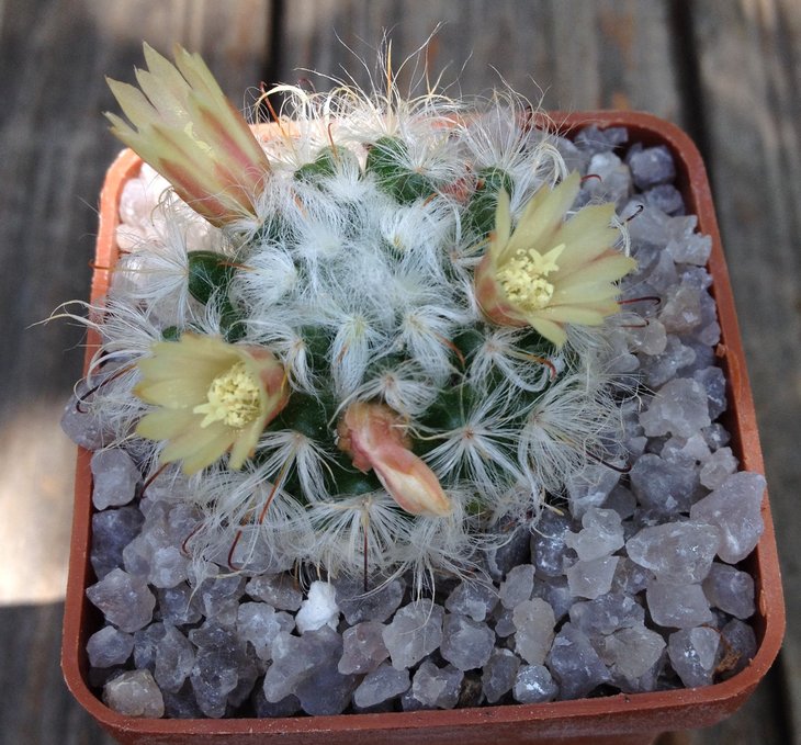 Mam. bocasana v. multilanata