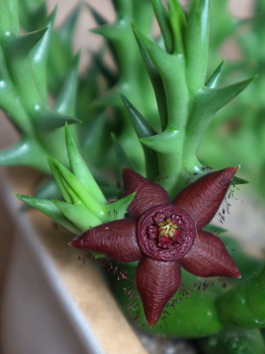 Orbea semota subsp. orientalis