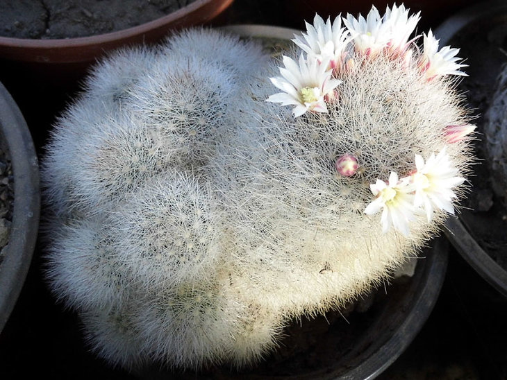 Mammillaria schwarzii