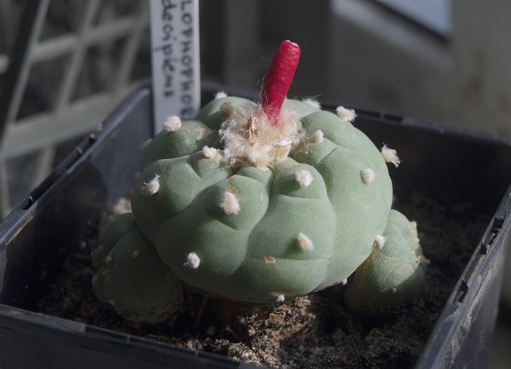 Lophophora decipiens