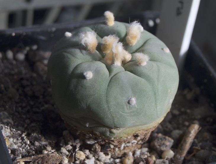 Lophophora diffusa
