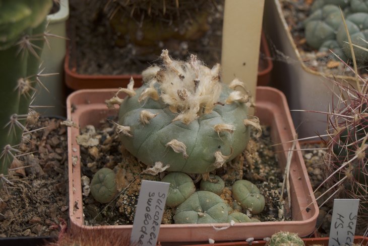 DSC_0420.jpg