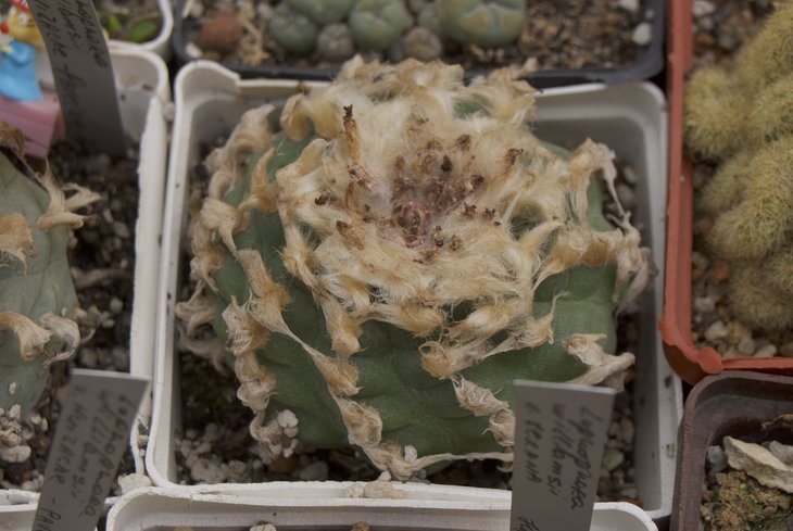 DSC_0425.jpg